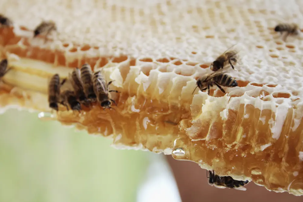 This image shows a honeycomb with bees